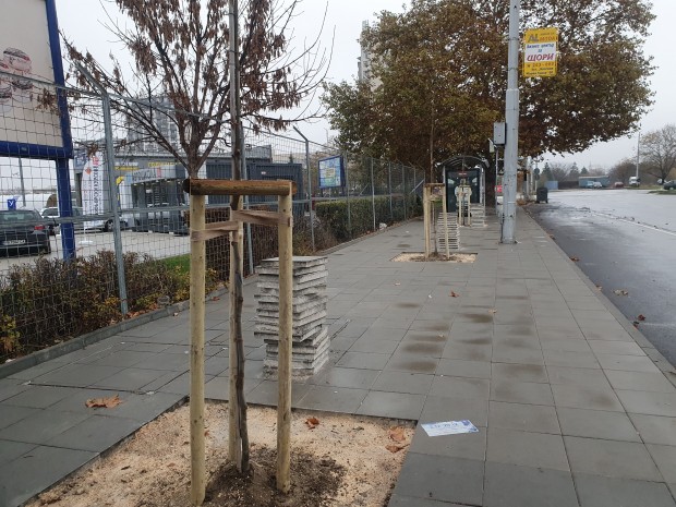 TD Махнаха плочките от нов тротоар за да засадят дървета