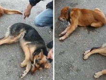 Хвърлят отрова за животни в Кючука!