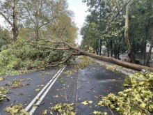 Силен вятър събори много дървета в край Смолян и Пампорово, има ударени автомобили