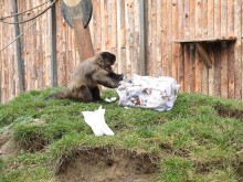 Маймуните в Софийския зоопарк получиха ранни коледни подаръци