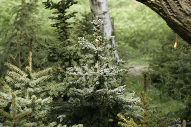Обновяват българските гори чрез продажба на коледни елхи
