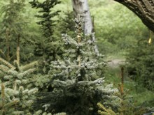 Обновяват българските гори чрез продажба на коледни елхи