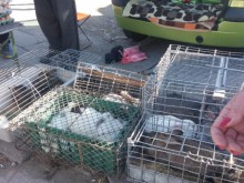 Изненадваща акция на "Руския пазар", търговци бягат като по филмите