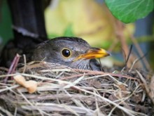 Четири птици спасиха експерти от РИОСВ – Велико Търново са месец