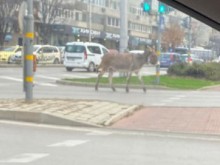 Магаре се разходи по оживен булевард между колите в центъра на Варна и ошашави всички