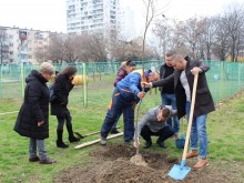 Над 2000 дръвчета са засадени в Пловдив от началото на годината