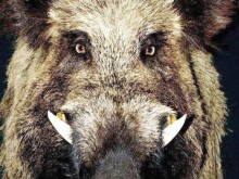 Схватка с разярен родопски звяр прати ловец в пловдивска болница