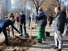 Засадиха нови дървета по пловдивски булевард