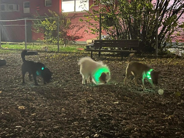 TD Няколко светещи кучета се разхождат из пловдивските градинки За куриоза 