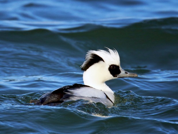 Започна оформянето на по-големи струпвания на водолюбиви птици по Северното ни Черноморие