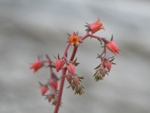 Екзотично растение, характерно за сухите зони на централно Мексико, цъфти в Ботаническа градина - Балчик