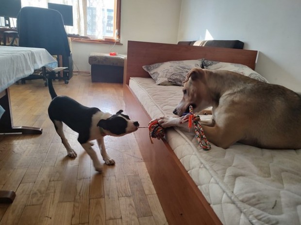 Прочутото куче Депутат си намери малка сестричка за Коледа Чаровната