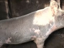 Ето защо българин реши да помилва прасето си за Коледа