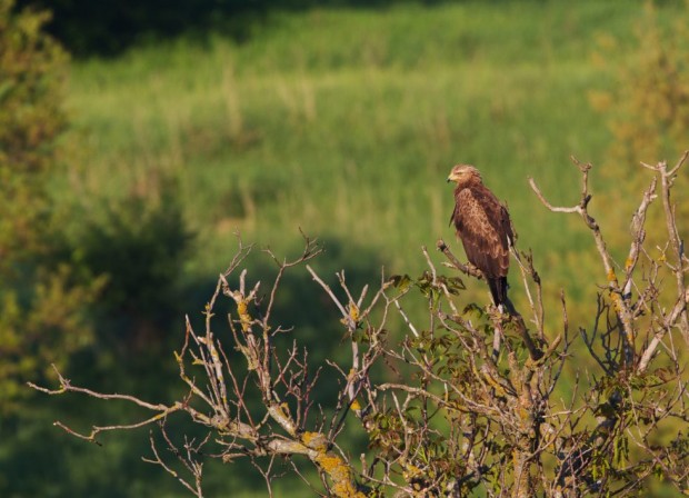 Малкият креслив орел Илия, роден в Добруджа, ще зимува в Замбия