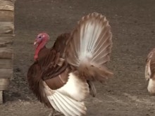 ����� ��� ����� � �������� � �������� � ������