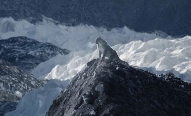 Фотографии на рядък снежен леопард на фона на връх Еверест