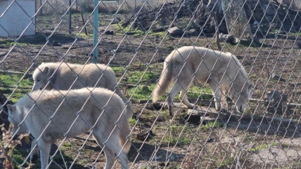 TD Бургаският зоопарк подема нова кампания Осинови животно Причината е че
