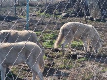 Бургаският зоопарк се нуждае от помощ за животните