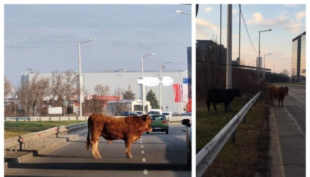 Едър добитък се разходи по водещия към летище София булевард Брюксел