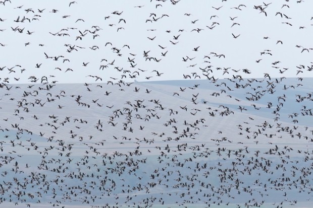 За 47-ма поредна година ще бъдат преброени зимуващите водолюбиви птици в България