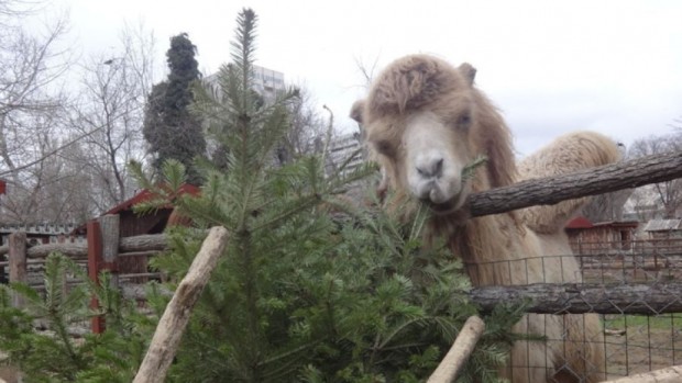 Зоопаркът във Варна по традиция организира кампанията Второ приложение на