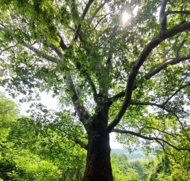 Девет вековни дървета са обявени за защитени