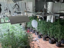 Разкриха две наркооранжерии в София при акция на сектор "Наркотици"