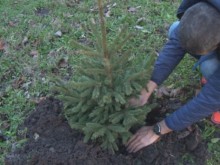 В Ямбол ще се осъществи кампания по засаждане на живи коледни дръвчета 