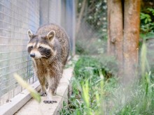 Зооцентърът в Добрич за една година бе домакин на 30 доброволчески събития