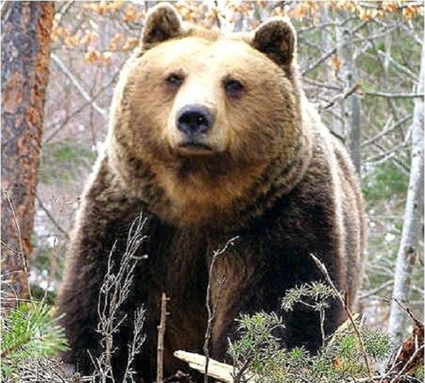 Четири сигнала за нападения от мечки са проверени в област Смолян през декември