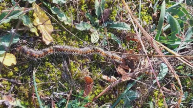 Нашествие на опасни гъсеници в старозагорския парк Аязмото Боровата процесионка