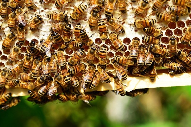 Атанас Костадинов, пчелар: Топлата зима се отразява зле на пчелите