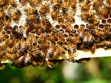 Атанас Костадинов, пчелар: Топлата зима се отразява зле на пчелите