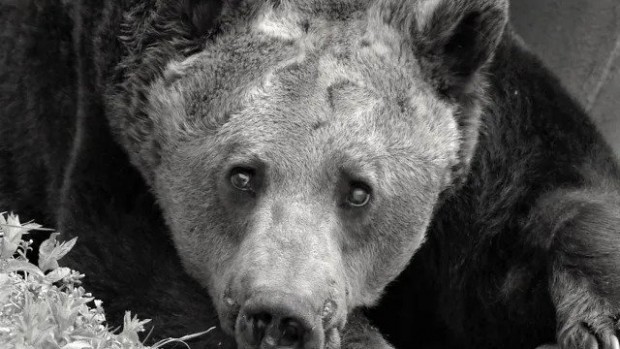 Почина един от първите обитатели на Парка за танцуващи мечки