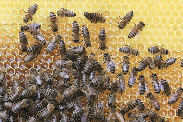 Ясен Янев: Води се политика за затриване на пчеларството на България