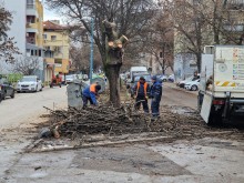 Пловдивчанин: Отсичат здрави дървета в "Кючука"
