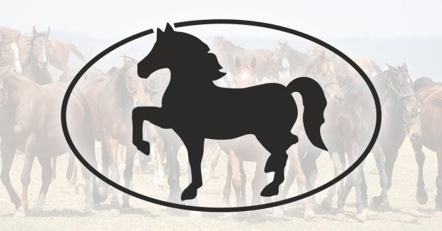 Продава ли ДП "Кабиюк" неправомерно коне, предназначени за подготовка на деца