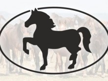 Продава ли ДП "Кабиюк" неправомерно коне, предназначени за подготовка на деца