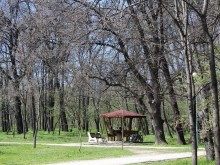 Премахват сухи дървета и клони в "Лаута" в Пловдив