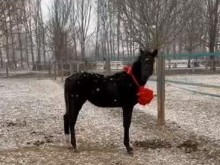Китай представи първия си клониран кон за състезания