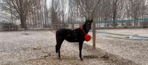 Китай представи първия си клониран кон за състезания жребчето Джуанг
