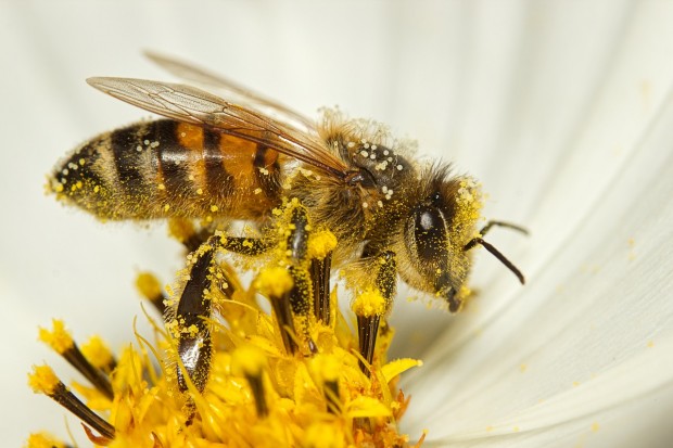 Родното ни пчеларството е изправено пред фалит