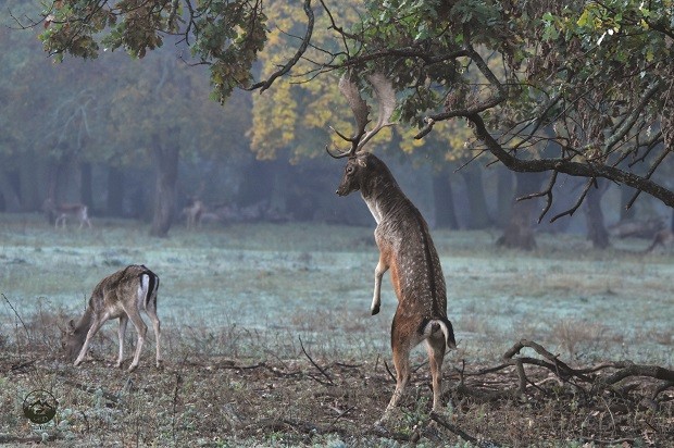 Фотографът Цветомир Цолов за снимането на диви животни: "Човек трябва да "улови мига"