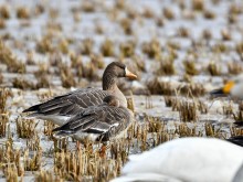 Преброяване на водолюбвите птици в Приморска Добруджа ще отчете броя им, вида и разпространението