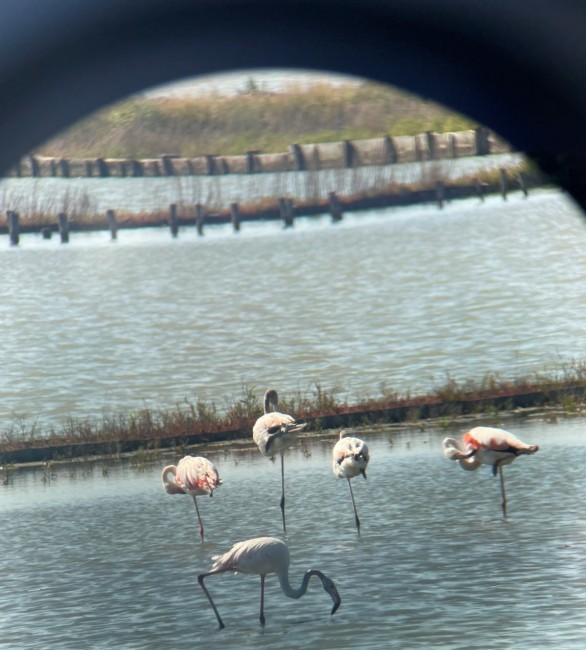 Празникът на Атанасовското езеро ще бъде отбелязан с наблюдение на птици