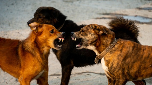 Глутници кучета тормозят живеещите и работещите в курортния комплекс Златни