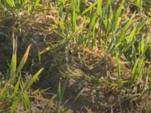 Животни унищожиха нива с 200 дка пшеница в кюстендилско