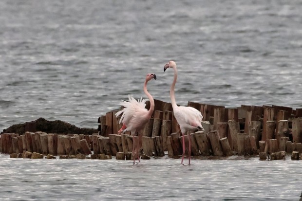 </TD
>Рекордния брой от 2712 фламинги, базирани в Атанасовско езеро, Поморийско