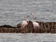 Преброиха 2712 розови фламинги, зимуващи в Бургас