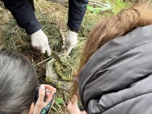 Вредител нападна горите в Пловдивско